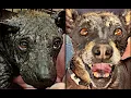 Download Lagu Mangy Street Dog Finally Finds Happiness!
