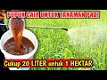 Lagu Membuat PUPUK CAIR UNTUK TANAMAN PADI Suburkan tanaman padi Dengan cepat