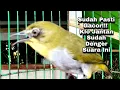 Download Lagu cal rapat pleci betina