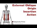 External Oblique Anatomy Origin Insertion Action