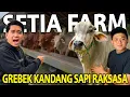 Lagu GREBEK KANDANG SAPI RAKSASA! SETIA FARM!