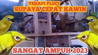 terapi pleci supaya cepat kawin