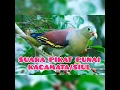 Download Lagu Full HD Suara pikat PUNAI KACAMATA/SIUL (100% ORIGINAL)