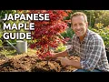 Japanese Maple Planting The Mistakes Everyone Makes