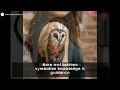 Barn Owl Tattoo Ideas Meanings Top Designs