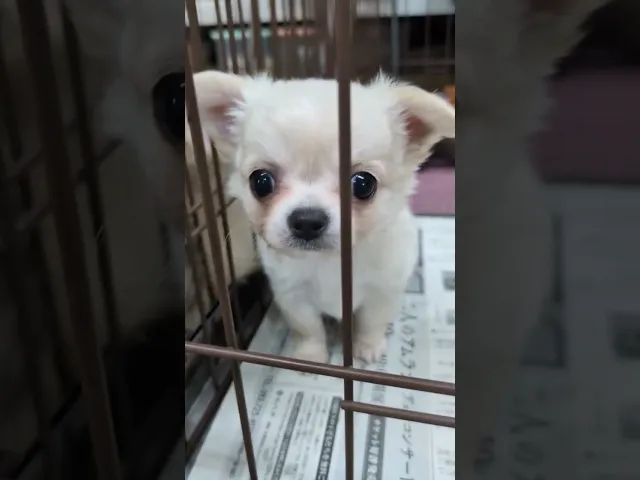 動画