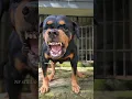 Download Lagu angry dog barking Sounds to make your dog bark #rottweiler #angrydog #catvideos #lazydog #funnypuppy