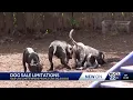 Georgia just changed the rules on where you can buy a pet