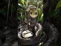 Download Lagu Bamboo Jungle Secret: Cobra with Hatchlings #nature #animals #naturelovers #wildlife #wildlife