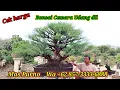 Download Lagu Cek harga bonsai Cemara Udang, Loa dll koleksi Mas Purno WA +62 857-3333-6888