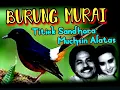 Download Lagu BURUNG MURAI - Titiek Sandhora \u0026 Muchsin Alatas