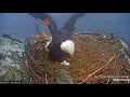 Explore org Two Harbors Eagles Chase Cholyn and Eggies 8-10 Mar 2023