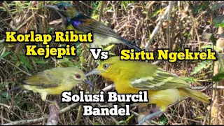 suara pikat burcil kolibri kelapa ribut kejepit vs sirtu ngekrek