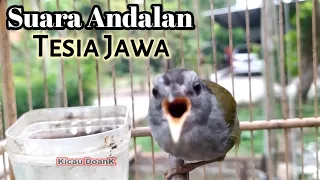 suara andalan burung tesia jawa paling cocok untuk pancingan