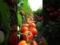 Download Lagu A Tomato's Journey to Ripe Perfection 🍅