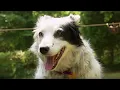 Dog Understands 1022 Words Super Smart Animals BBC Earth