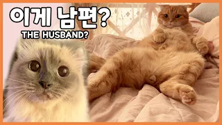 우아한 고양이가 철없는 남편을 만났을 때