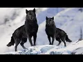 Download Lagu 7 Most Beautiful Wolves in the World