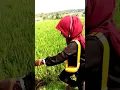 Download Lagu RINDU KAMPOANG HALAMAN