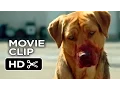 Download Lagu White God Movie CLIP - Dog Pack (2014) - Drama HD