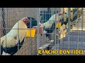 Grey Cowan Roundhead - RANCHO DON FIDEL