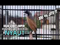 Lagu burung cendet gacor FULL EMOSI untuk PANCINGAN CENDET AGAR BUNYI bikin BURUNG PENTET GACOR SEKETIKA