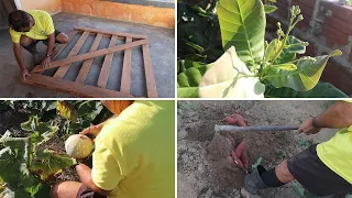 INÍCIO DA CONSTRUÇÃO DO PORTÃO + COLHEITA NA NOSSA HORTA