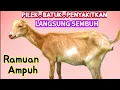 Download Lagu RAMUAN AMPUH!! PALING DAHSYAT BISA MENGOBATI KAMBING PILEK, BATUK PENYAKITAN , AUTO LANGSUNG SEMBUH❗