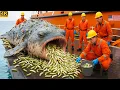 Download Lagu Rescue Team Saves Giant Puffer Fish From Heavy Barnacle and Algae Growth 🐡 | Ocean Rescue