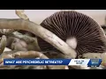 Health risks linked to psychedelic retreats