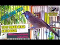 Download Lagu SUARA BURUNG TEPUS TUNGGIR MERAH JANTAN GACOR ENDEMIK SUMATRA