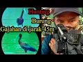 Download Lagu Hunting burung gajahan dijarak 45m
