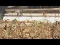 Johnson City s Ugliest Lawn Contest FOX 7 Austin