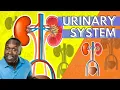 The Urinary System Anatomy and Physiology An Introduction