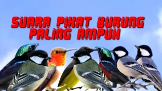 Download suara pikat burung gelatik batu ribut vs burcil, ampuh,auto cepat nempel MP3