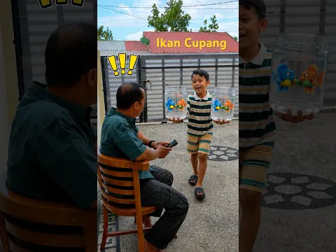 HAMPIR AJA TANDING! Kenapa Ikan Cupang Enggak boleh disatukan #ikan #ikanhias #ikancupang