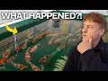 Lagu The BIGGEST Challenge So Far Building His KOI FARM Ponds (Japan Update)