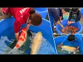 Download Lagu How to Choose the Best KOI FISH for Your Budget | Guide for Koi Lovers