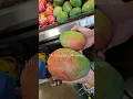 Download Lagu You can tell we've never seen a mango over 1lb 🤣 #mango #shorts #hawaii