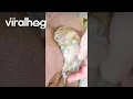Lagu A Spoiled Female Degu Pet || ViralHog
