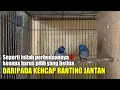 Download Lagu Banyak yang masih keliru‼️cara membedakan kehicap ranting jantan dan betina‼️