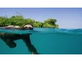 Single Swimming Sloth Looking for Love - Planet Earth II