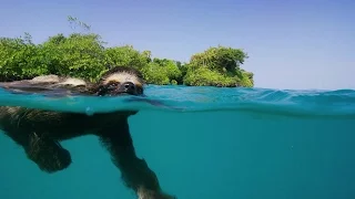 Single Swimming Sloth Looking for Love - Planet Earth II