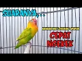 Download Lagu Suara Lovebird Ngekek Panjang JOSS, SUARANYA CEPAT MEMANCING LOVEBIRD JADI GACOR RAJIN BUNYI