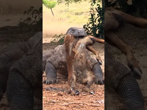 Brave Komodo Dragon Eats Local Goat 🔥
