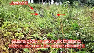 Download Suara pikat ruak-ruak thailand || bikin ruak-ruak liar cepat datang !!! #birdtrap MP3