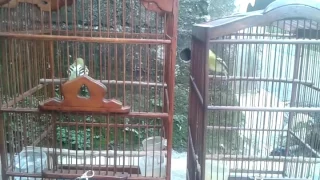 kuplak vs kucluk part 2 cipo cijantung jaktim 