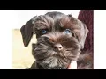 BLUE EYED Miniature Schnauzer Puppy For Sale - Gus in Training