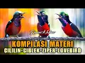 Download Lagu MASTERAN KONIN GACOR FULL ISIAN TEMBAKAN MEWAH - KOLIBRI NINJA MATERI KOMPILASI PILIHAN MEWAH JERNIH