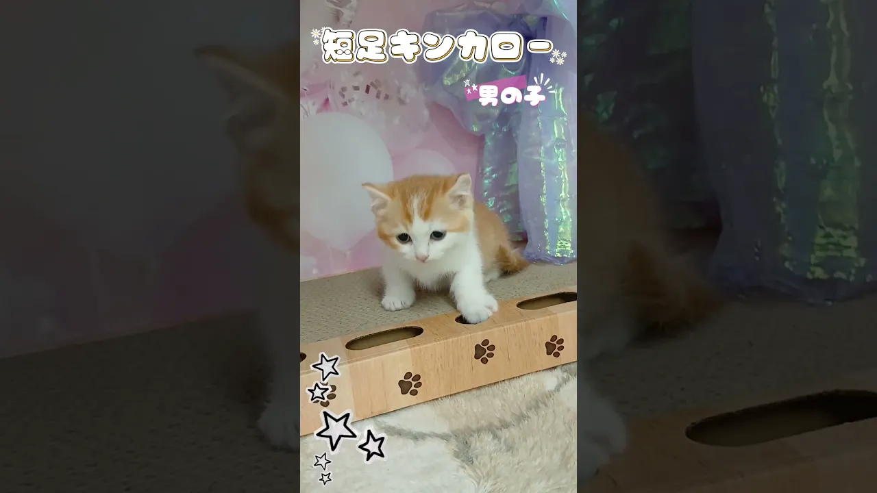 動画